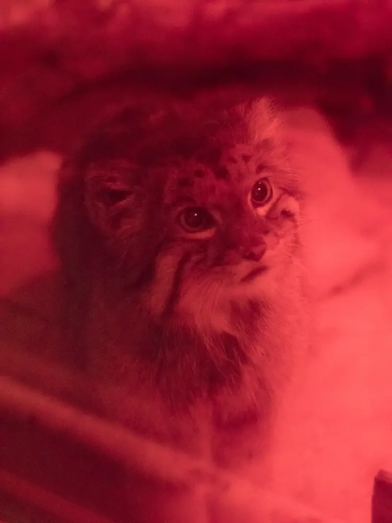 恩賜上野動物園のナイマの写真