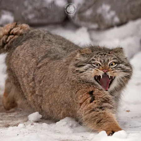 ノヴォシビルスク動物園のスネジンカの写真