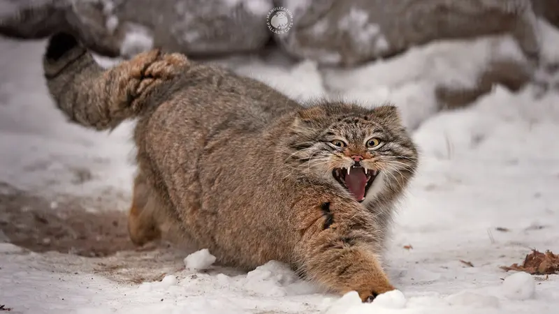 ノヴォシビルスク動物園のスネジンカの写真