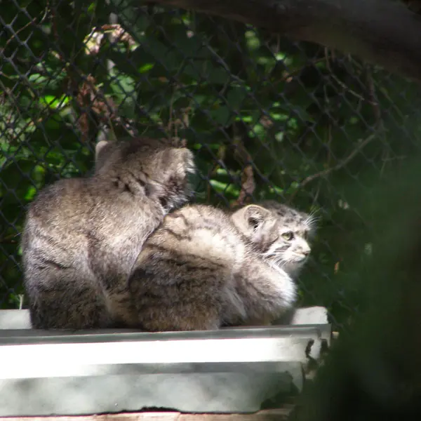 ノヴォシビルスク動物園のマヌルネコの写真