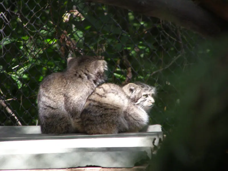 ノヴォシビルスク動物園のマヌルネコの写真