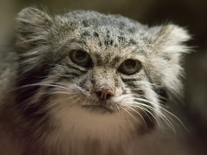 恩賜上野動物園のクリョンの写真