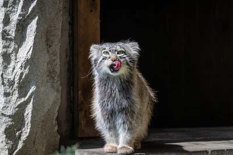 モスクワ動物園のティモフェイの写真