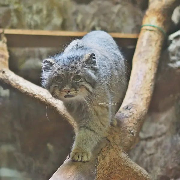恩賜上野動物園のユスの写真