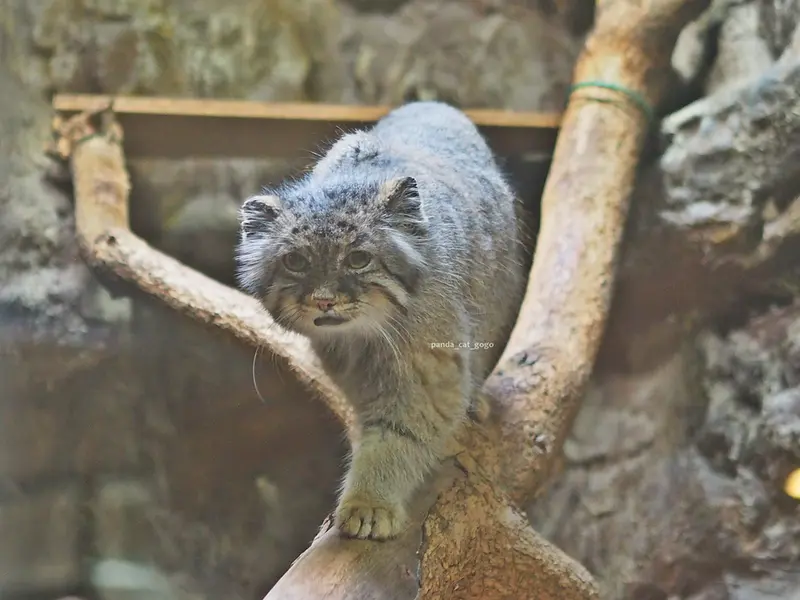 恩賜上野動物園のユスの写真