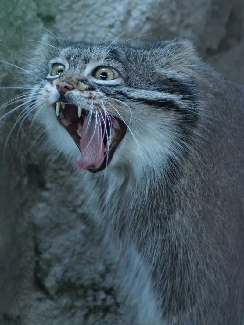 野毛山動物園のフィーガの写真