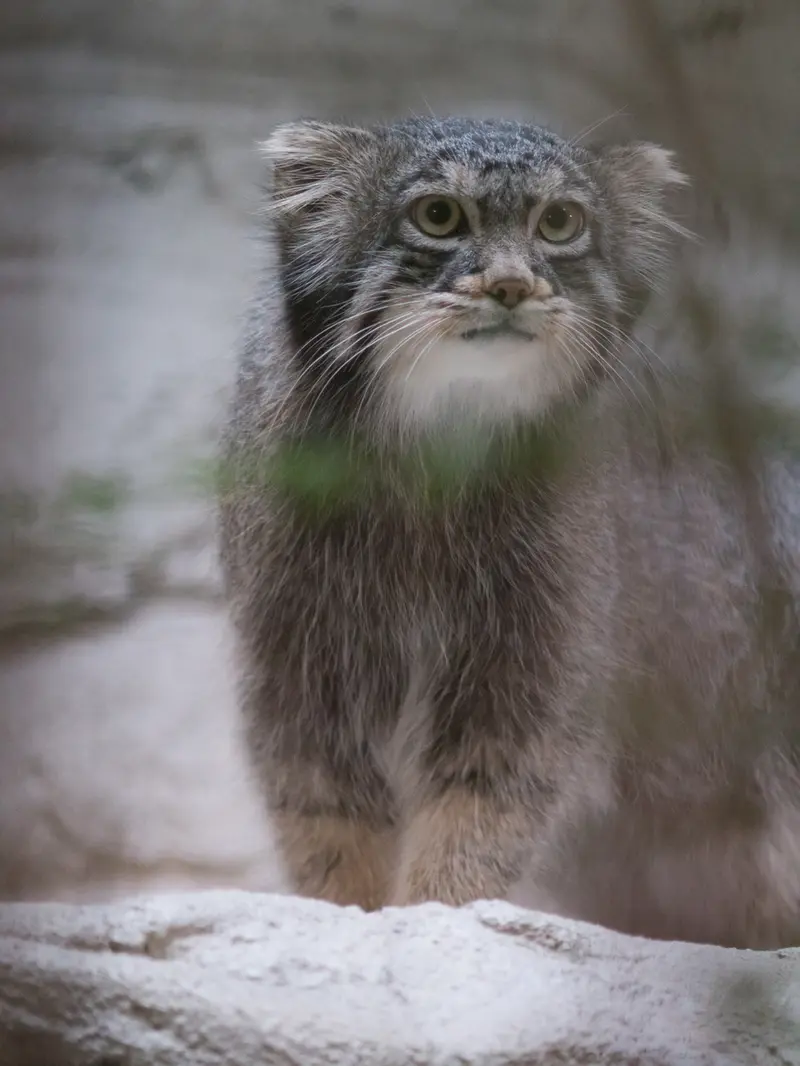 野毛山動物園のフィーガの写真