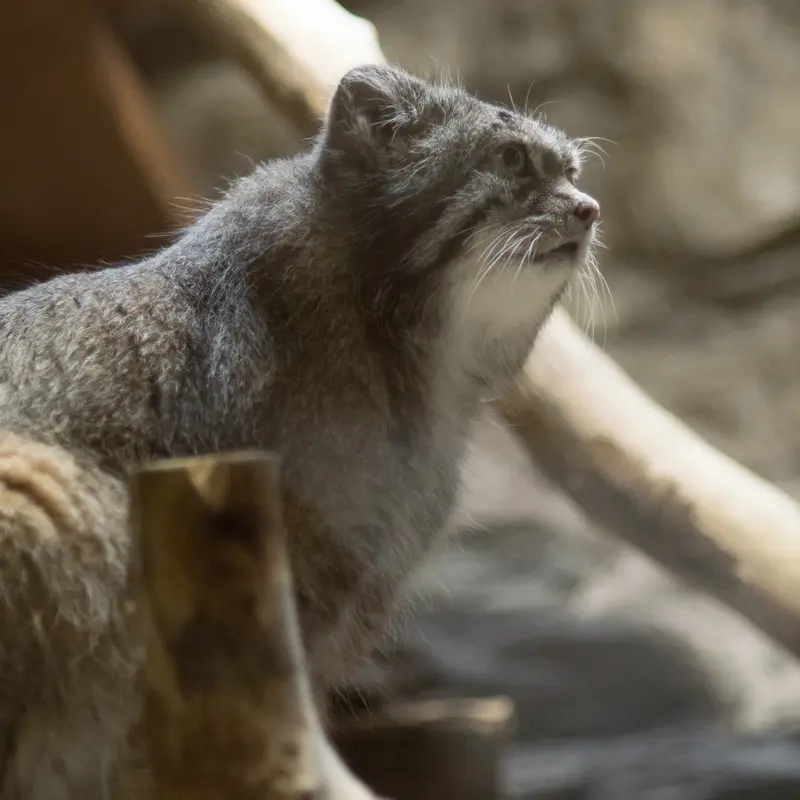 恩賜上野動物園のクリョンの写真