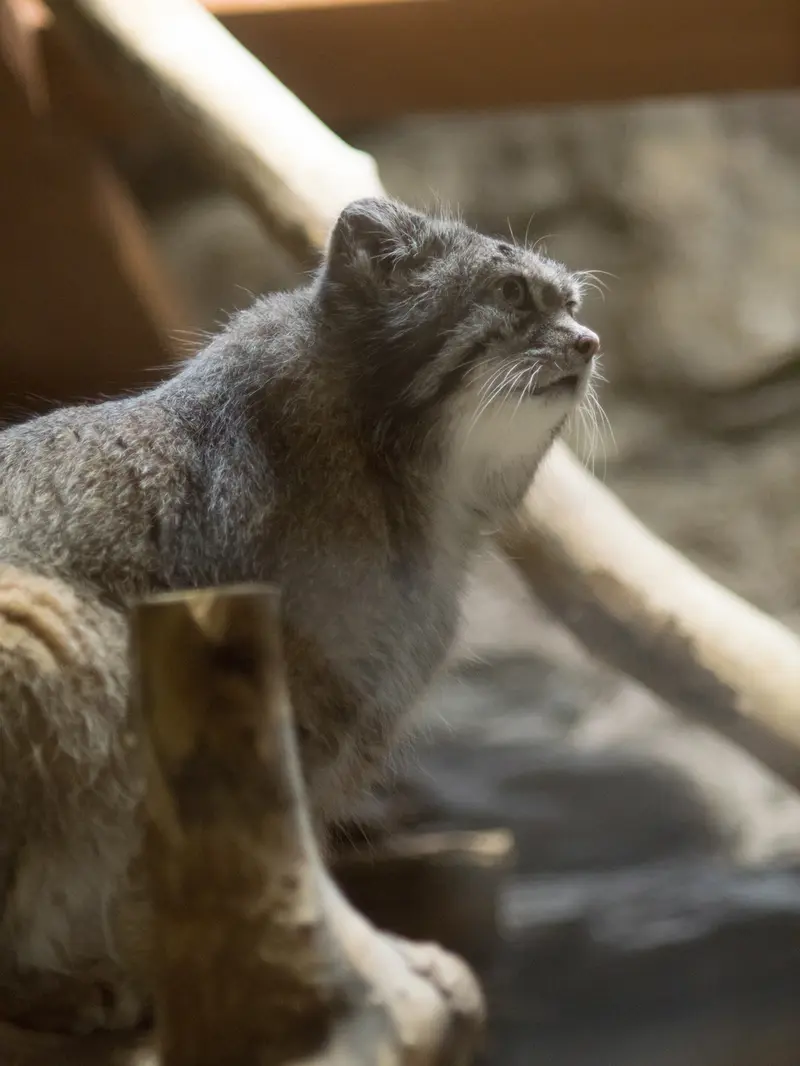 恩賜上野動物園のクリョンの写真