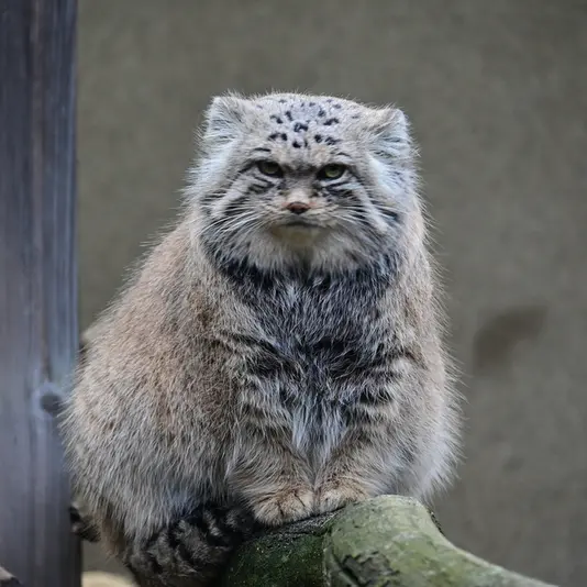 タリン動物園のマーズの写真
