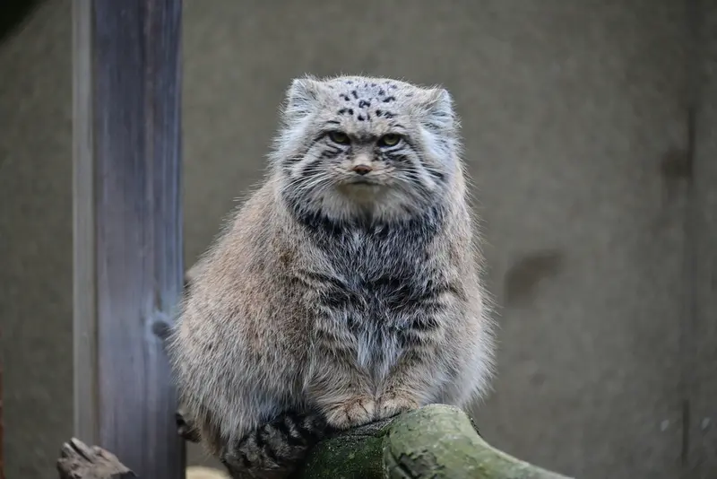 タリン動物園のマーズの写真