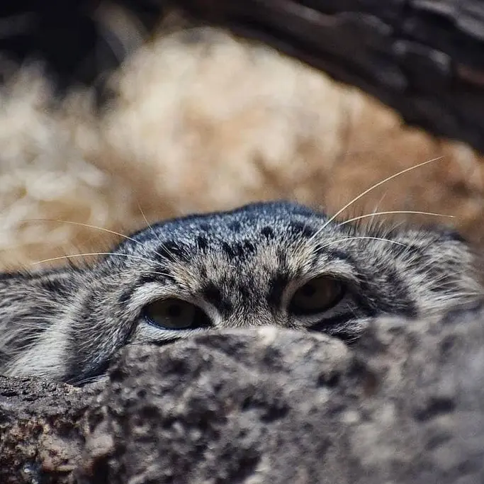 バーミングハム動物園のバタールの写真