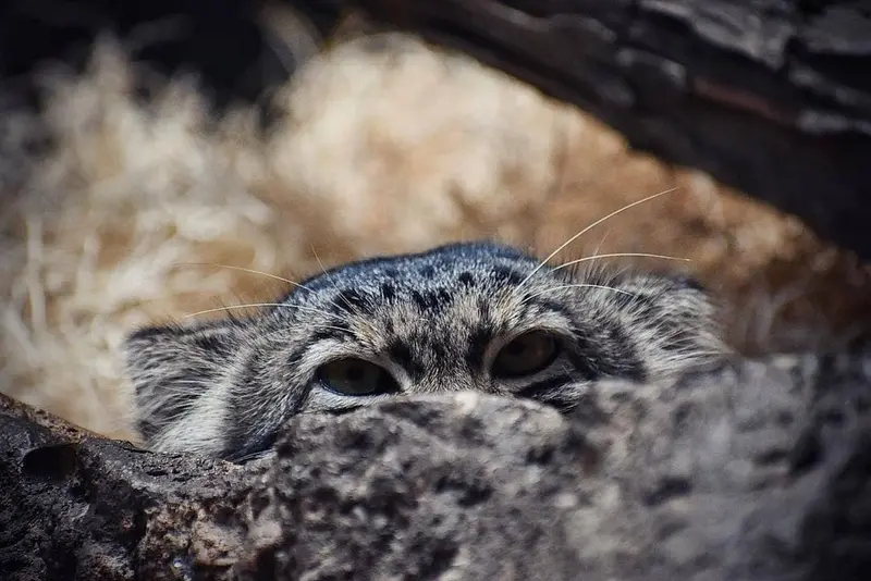 バーミングハム動物園のバタールの写真