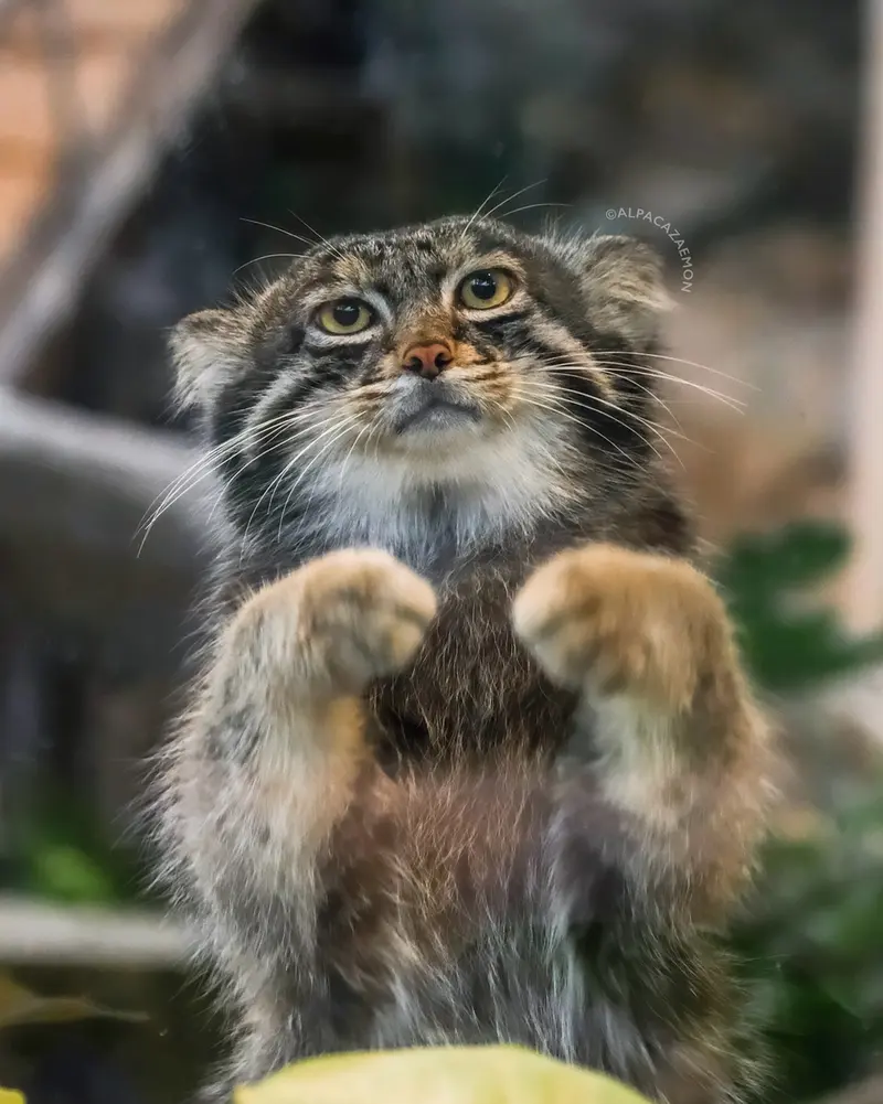 神戸どうぶつ王国のナルの写真