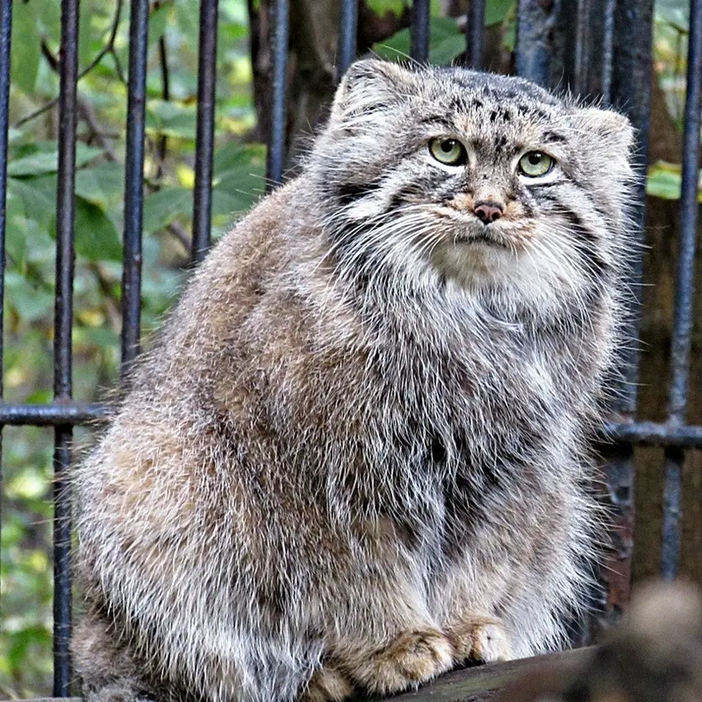 ノヴォシビルスク動物園のシェブの写真