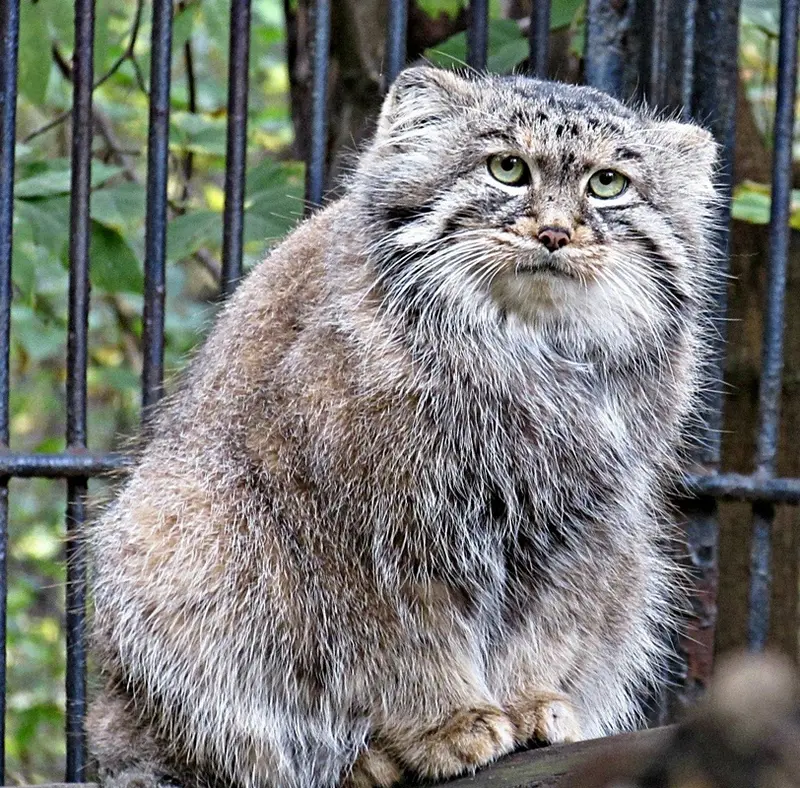 ノヴォシビルスク動物園のシェブの写真