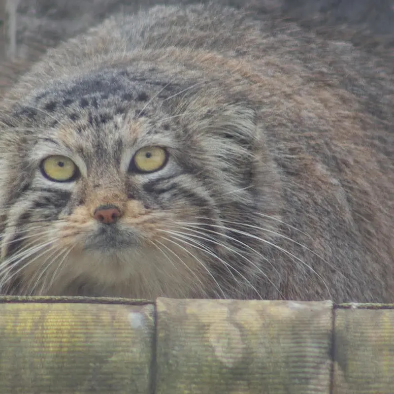 ダコタ動物園のマヌルネコのローラ