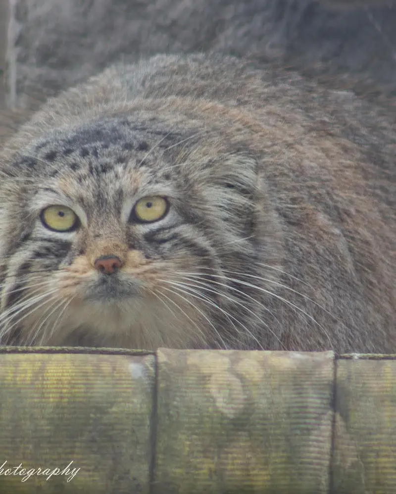 ダコタ動物園のローラの写真