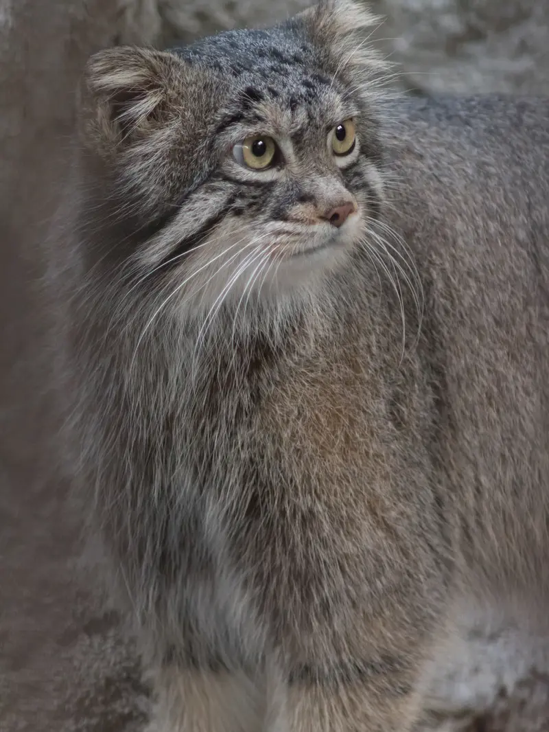 野毛山動物園のフィーガの写真