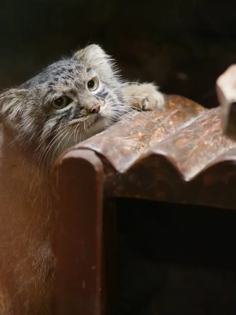 恩賜上野動物園のサフランの写真