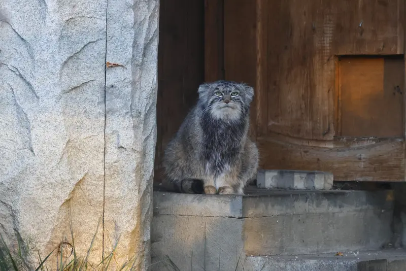 モスクワ動物園のティモフェイの写真