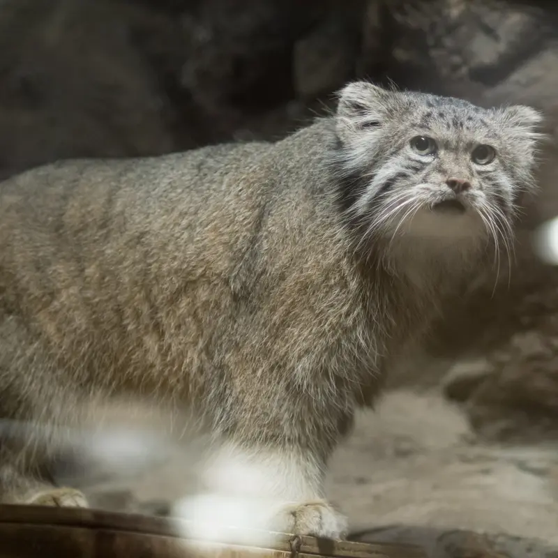 恩賜上野動物園のクリョンの写真