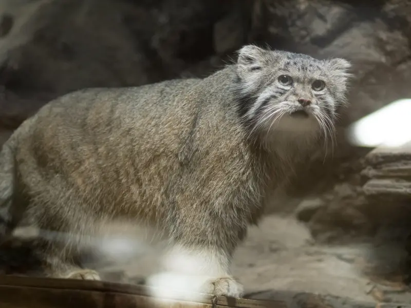 恩賜上野動物園のクリョンの写真