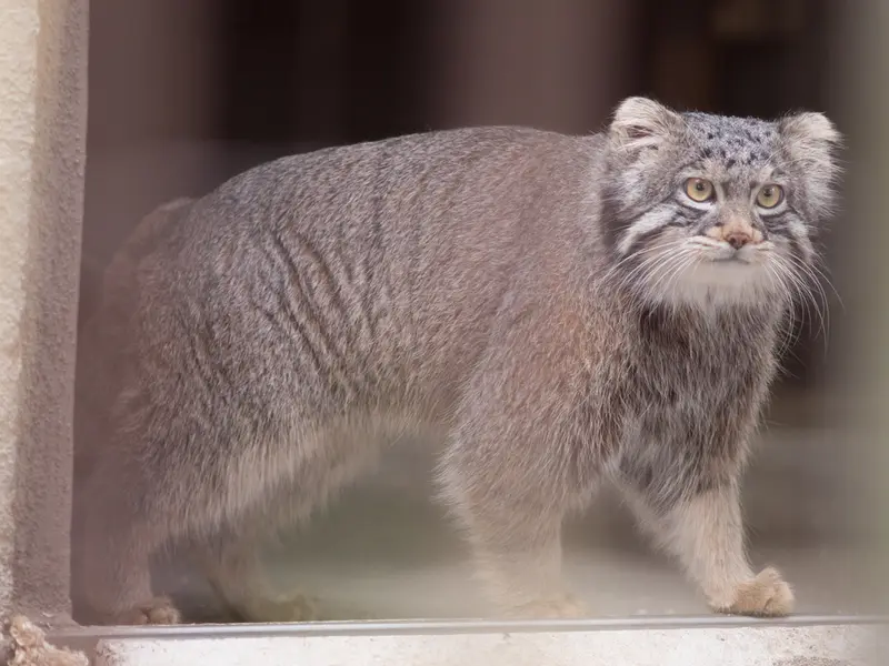 野毛山動物園のフィーガの写真