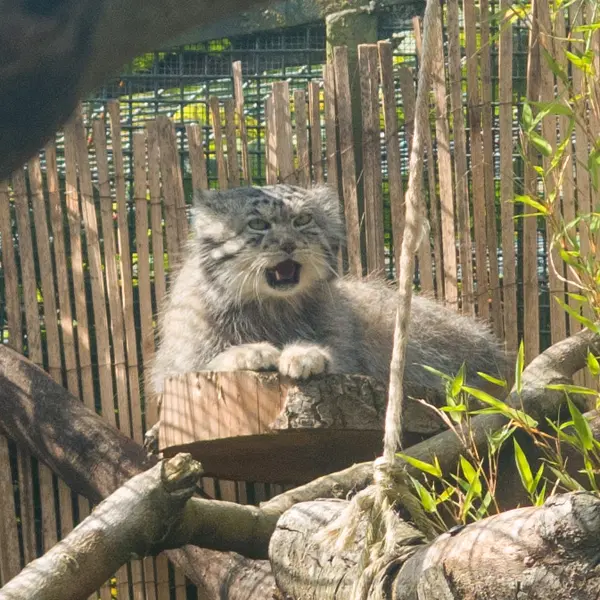 エディンバラ動物園のアキコの写真