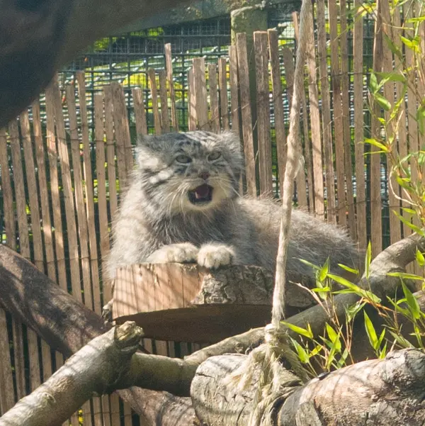 エディンバラ動物園のアキコの写真