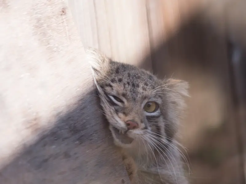 埼玉県こども動物自然公園のオトの写真