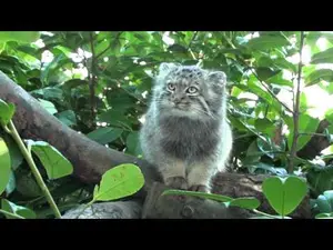 ビッグ・キャット・サンクチュアリのシヴァ、トゥーラとアドゥヴァの動画