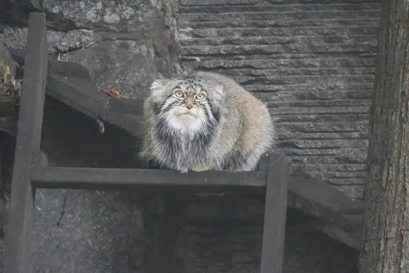 マヌルネコの写真