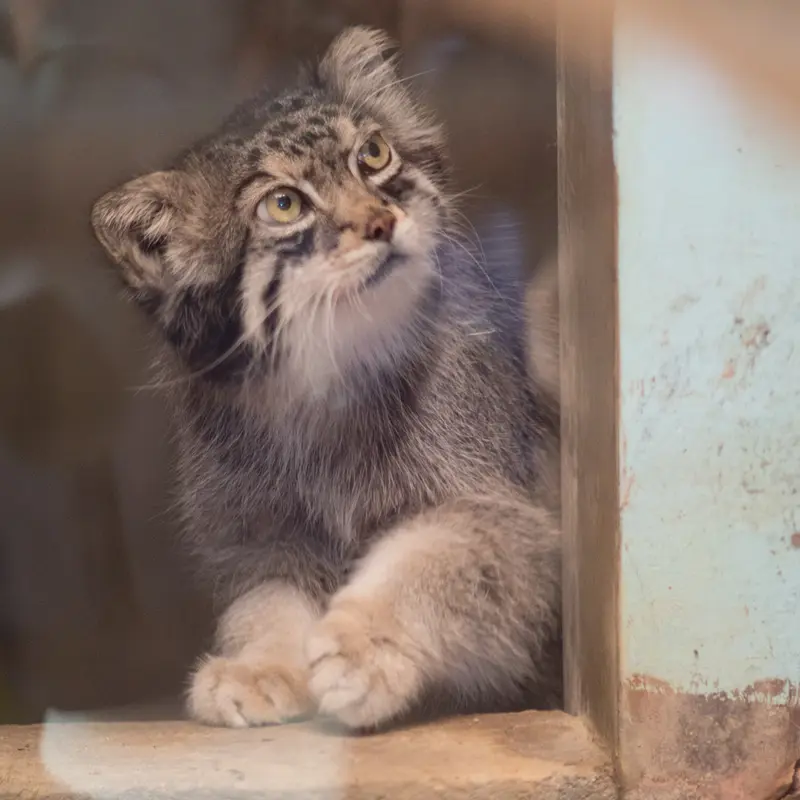 神戸市立王子動物園のイーリスの写真