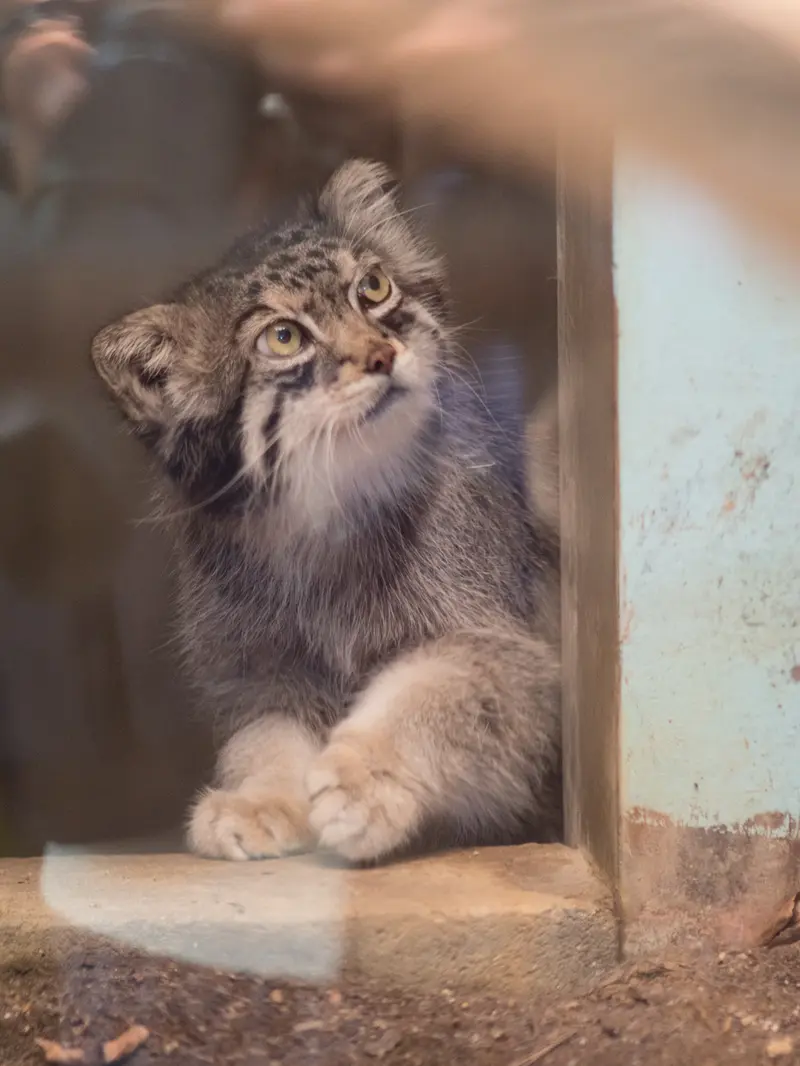 神戸市立王子動物園のイーリスの写真