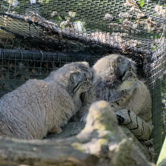 ロッテルダム動物園のノルブとポエスの写真