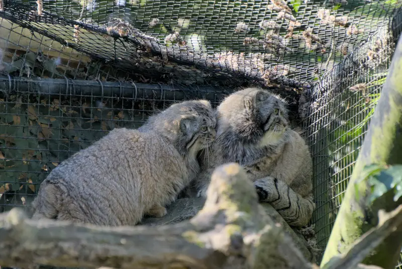 ロッテルダム動物園のノルブとポエスの写真