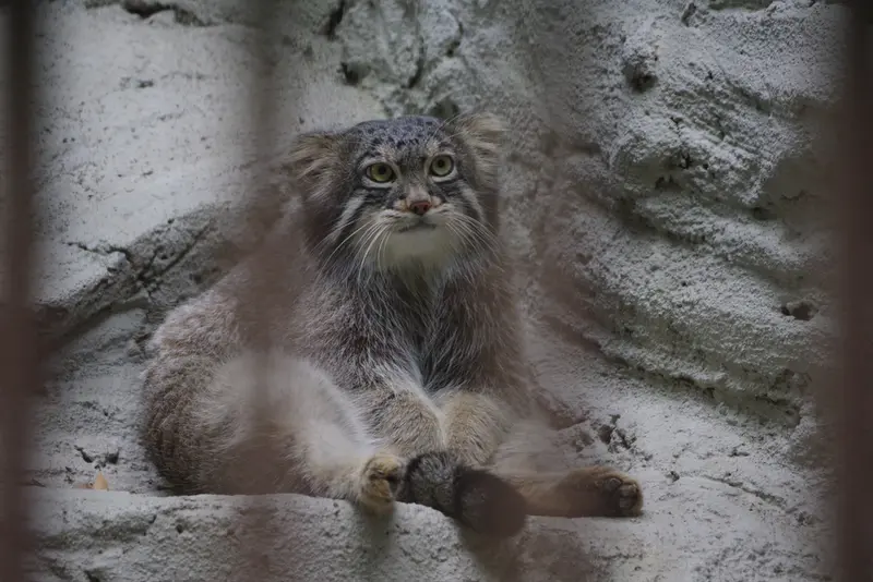 野毛山動物園のフィーガの写真