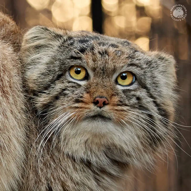 ノヴォシビルスク動物園のマヌルネコのアチ