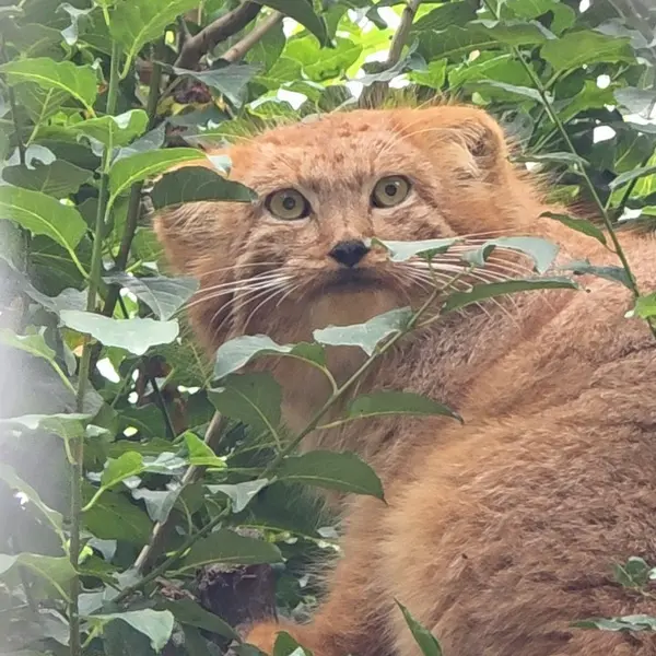 エレバン動物園のナノの写真