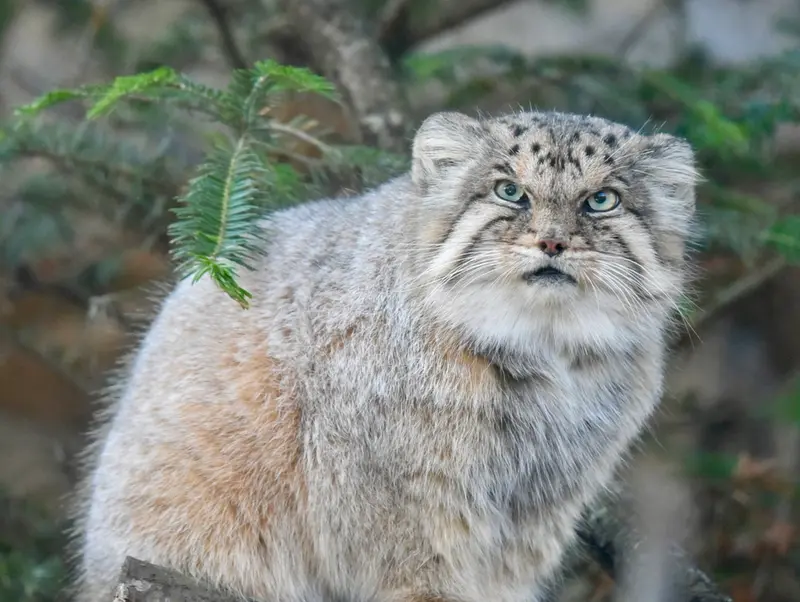 那須どうぶつ王国のボルの写真