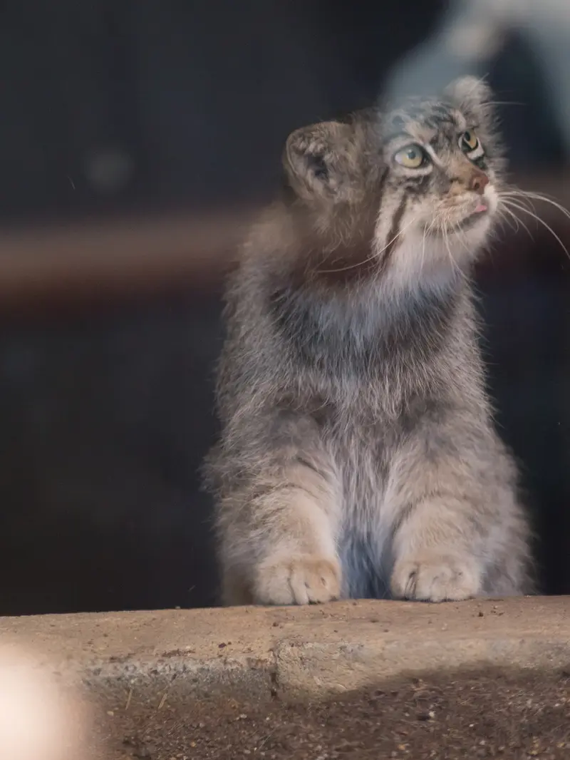 神戸市立王子動物園のイーリスの写真