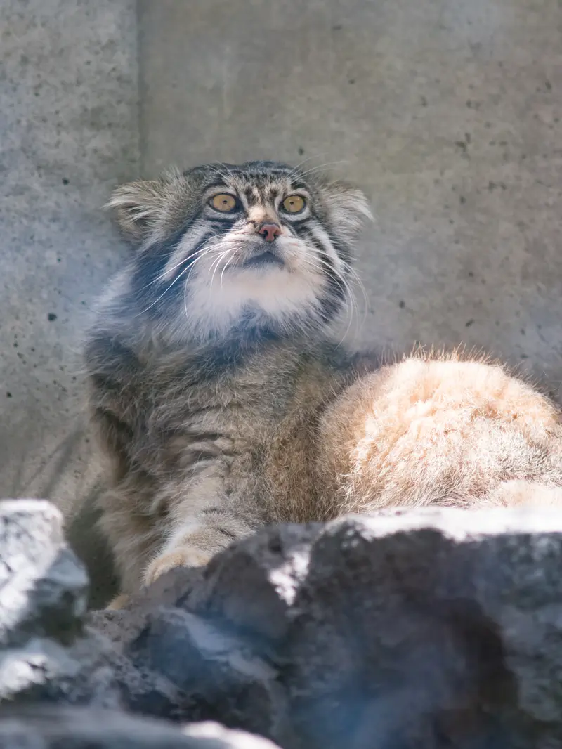 旭山動物園のグルーシャの写真