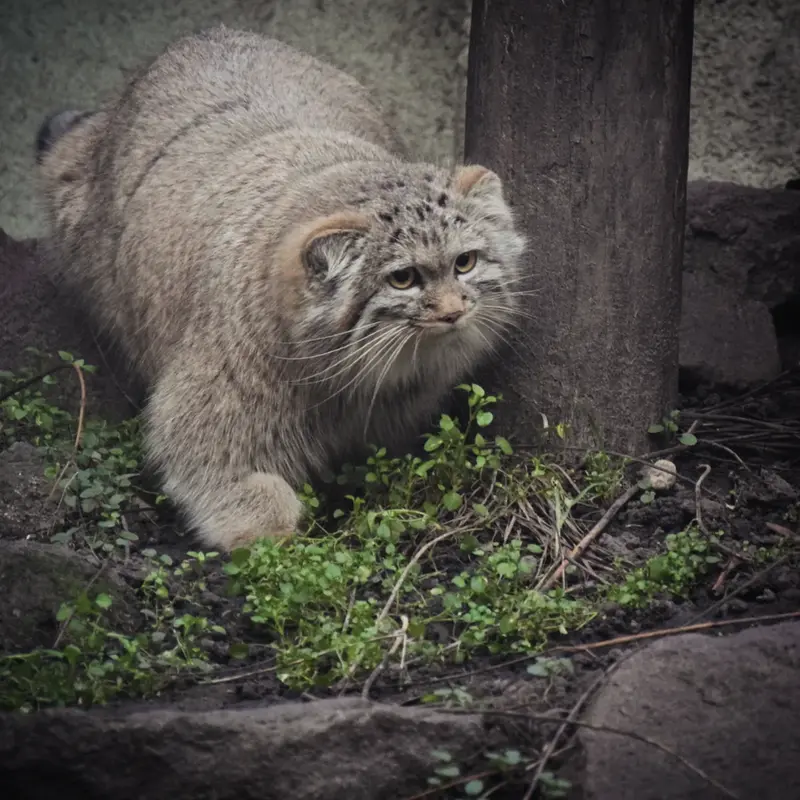ブダペスト動物園・植物園のルーシーの写真