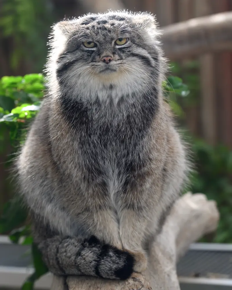 神戸どうぶつ王国のナルの写真