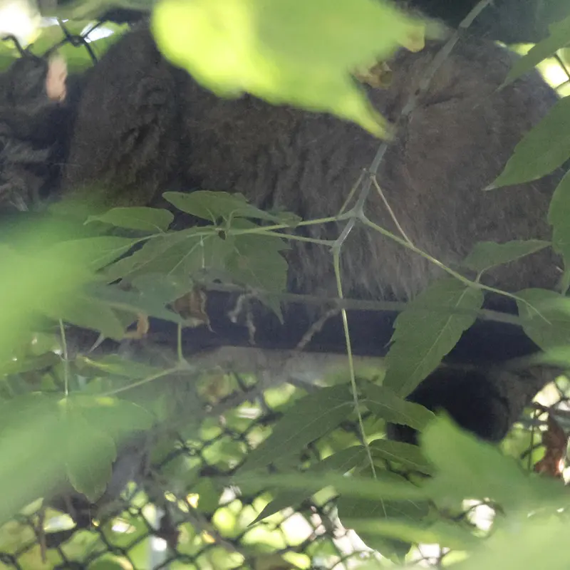 ノヴォシビルスク動物園のゾーシャの写真