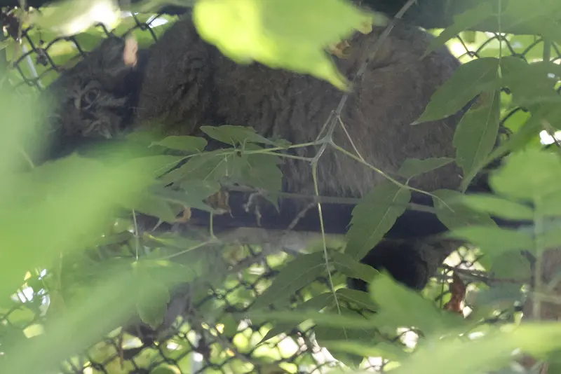 ノヴォシビルスク動物園のゾーシャの写真