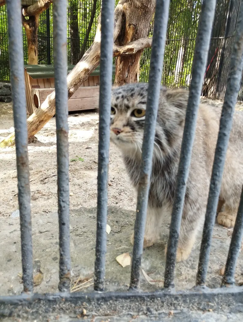 ノヴォシビルスク動物園のマヌルネコの写真