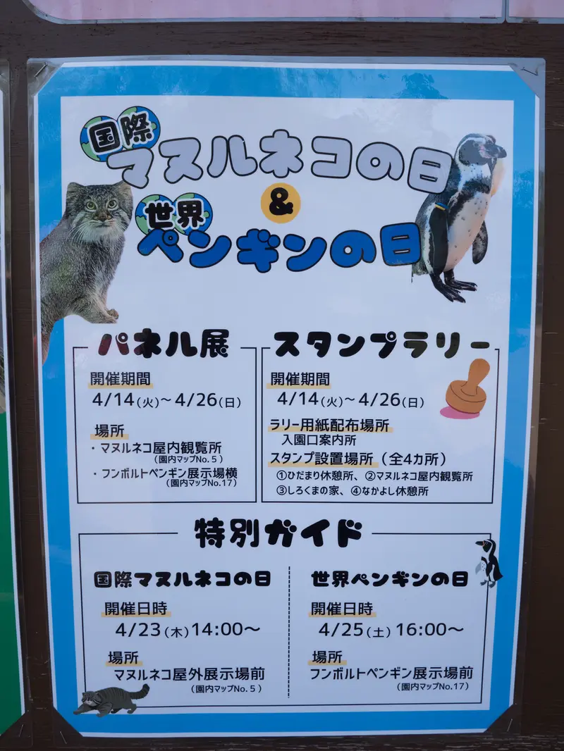 野毛山動物園のマヌルネコの写真