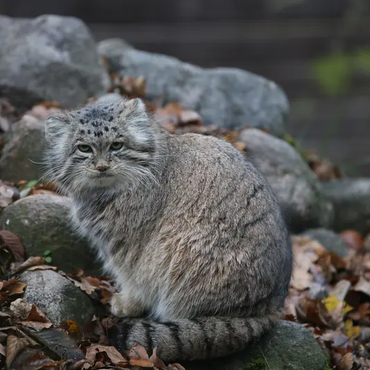 ポズナン新動物園のマニアの写真